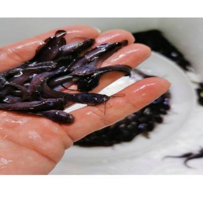 塘角魚苗養(yǎng)殖 收購塘角魚苗養(yǎng)殖直銷 活潑水產(chǎn) 塘角魚苗養(yǎng)殖供應(yīng)