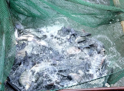 在這里,“滾水活魚”開啟水產(chǎn)養(yǎng)殖新模式!