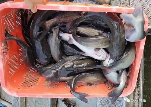 市場缺大魚養(yǎng)戶惜售!疫情下,這個(gè)地方魚價(jià)仍漲2元/斤