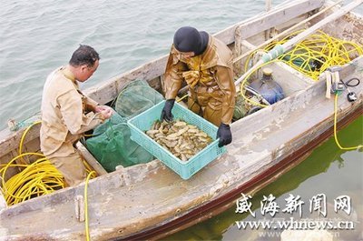 南方海參低價(jià)進(jìn)入 威海海參收購價(jià)格下滑 - 內(nèi)銷市場 - 中國水產(chǎn)頻道 | 網(wǎng)聚全球水產(chǎn)華人