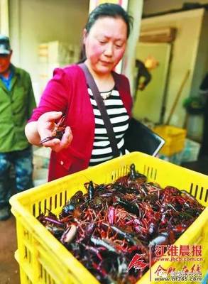 巢湖這個(gè)小鎮(zhèn)的龍蝦熱銷全國多個(gè)城市 龍蝦剛上市水產(chǎn)商戶就忙起來了(圖)