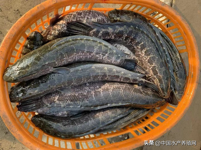 全國今日魚價(jià)行情(成都今日魚價(jià)行情)