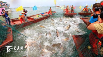 博斯騰湖禁漁結束開湖捕魚 頭魚28000元被拍賣