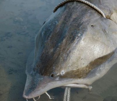 黑龍江漁民捕獲一條千斤大鰉魚(yú),轉(zhuǎn)手之間賣了近28萬(wàn)